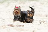 YORKSHIRE TERRIER 046